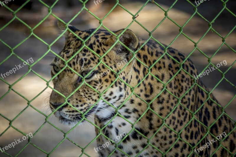 Leopard Zoo Cage Wild Animal