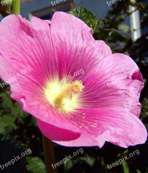 Alcea Pink Bright Garden Flower Malva Bloom