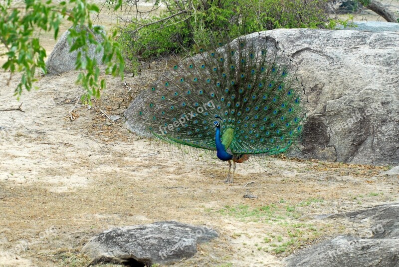 Peacock Safari Travel Free Photos