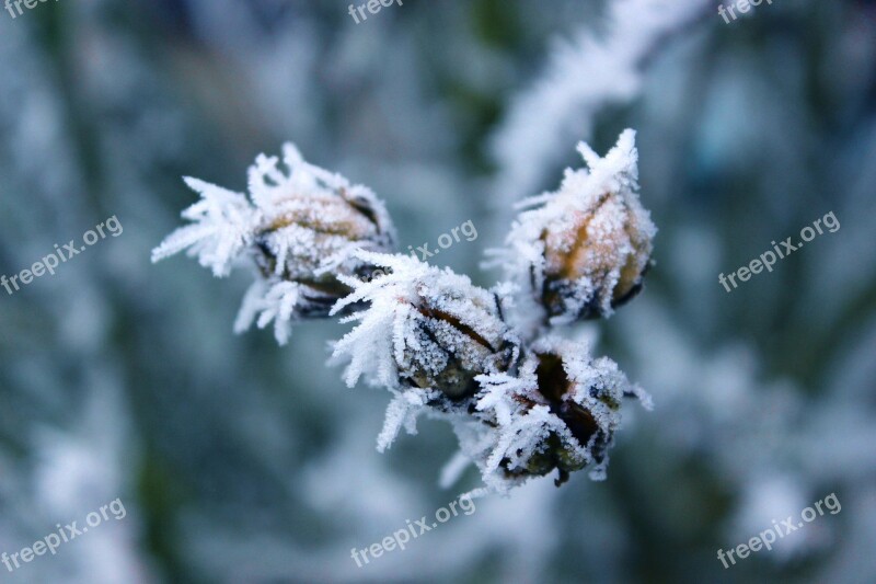 Frost Rigid Winter Hoarfrost Cold