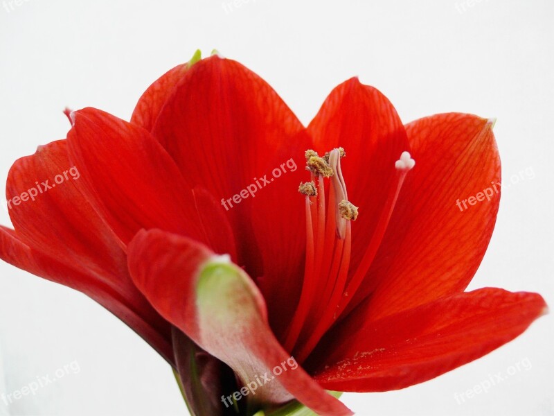 Amarillis Amarillisblüte Amaryllis Amaryllis Bloom Leaves