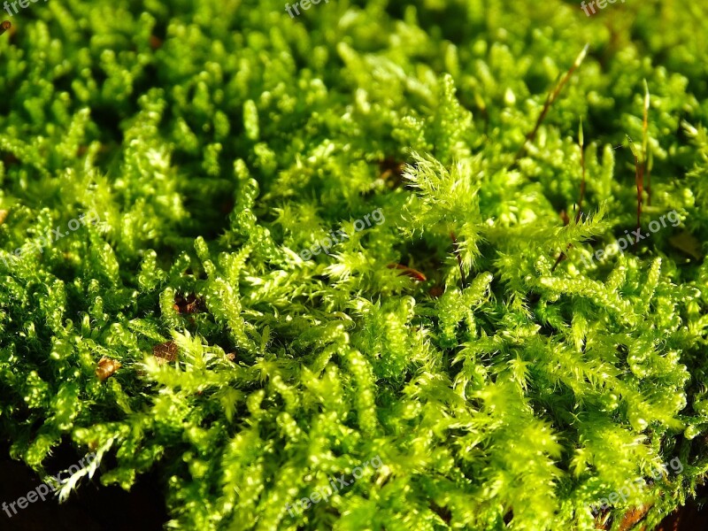 Moss Filigree Green Nature Overgrown