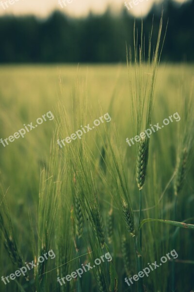 Nature Field Grain Barley Nature Photo