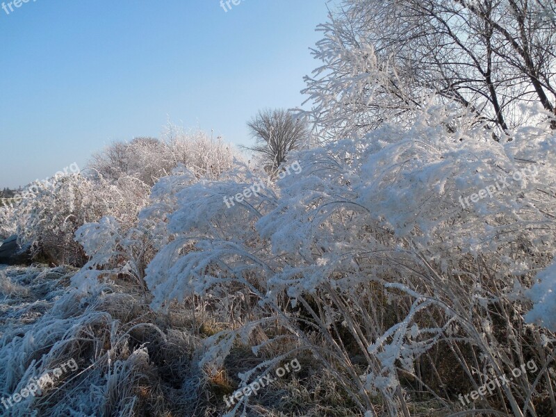 Winter Wintry December Winter Bushes Frost