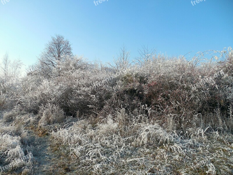 Winter Wintry December Winter Bushes Frost