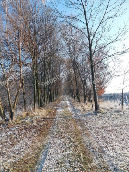 Winter Wintry Away Hiking Trees