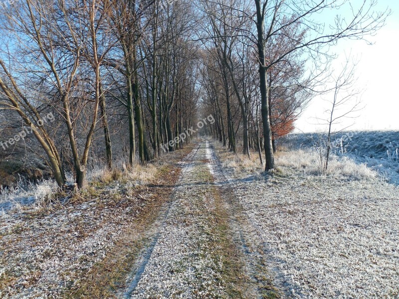 Winter Wintry Away Hiking Trees