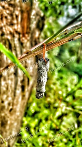 Cocoon Insects Butterfly Nature Leaves