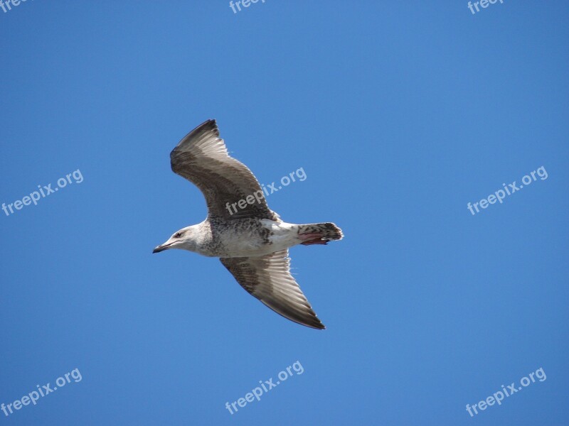 Seagull Sea Bird Animal North Sea