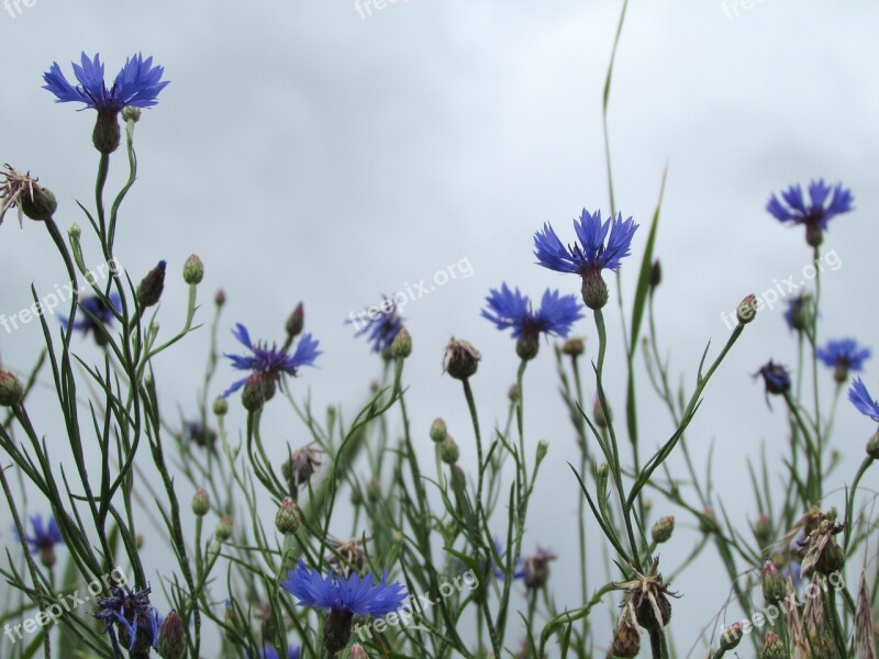 Flower Blue Nature Cornflower Free Photos