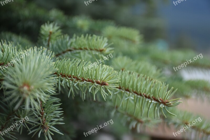 Pine Branches Nature Christmas Forest