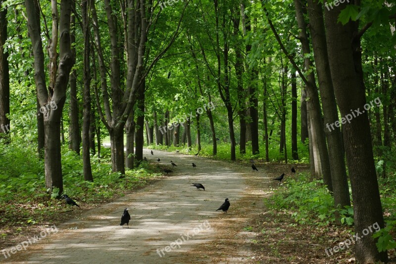 Park Crows Birds Nature Black