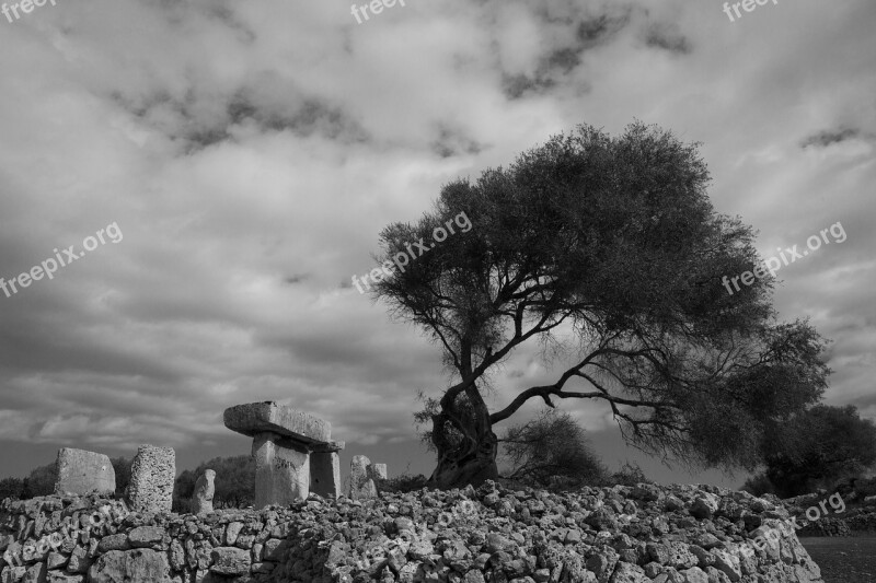 Taula Minorca Prehistory Tree Remains