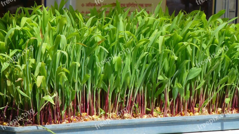 Maize Sprouts Hydroponics Tray Young Leaves