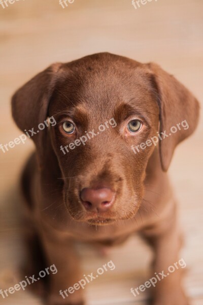 Labrador Dog Puppy Pet Cute