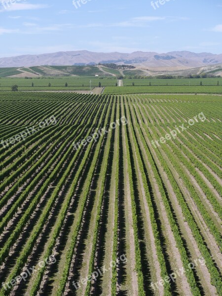 Wine New Zealand Blenheim Marlborough Free Photos