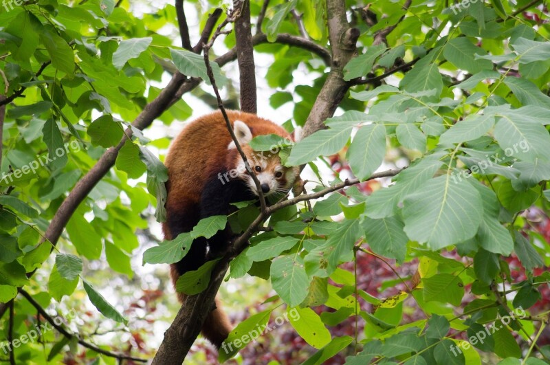 Lesser Panda Zoo Nature Tail Animals