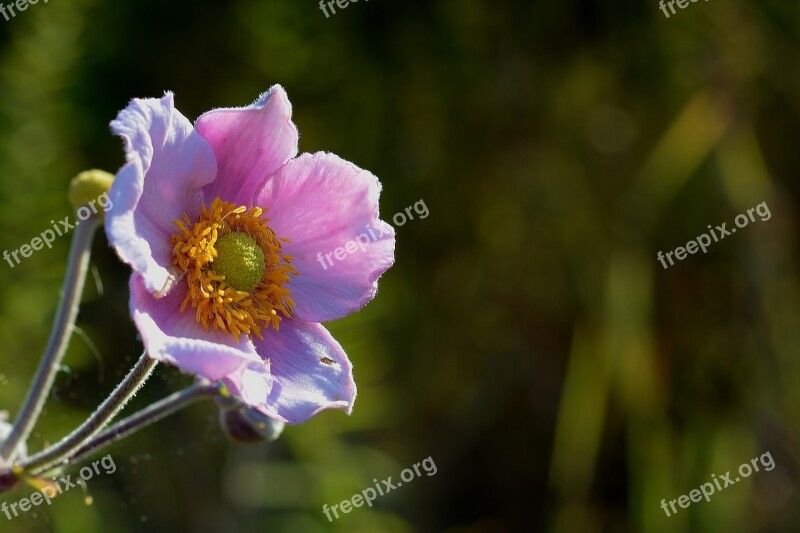 Fall Anemone Garden Nature Blossom Bloom