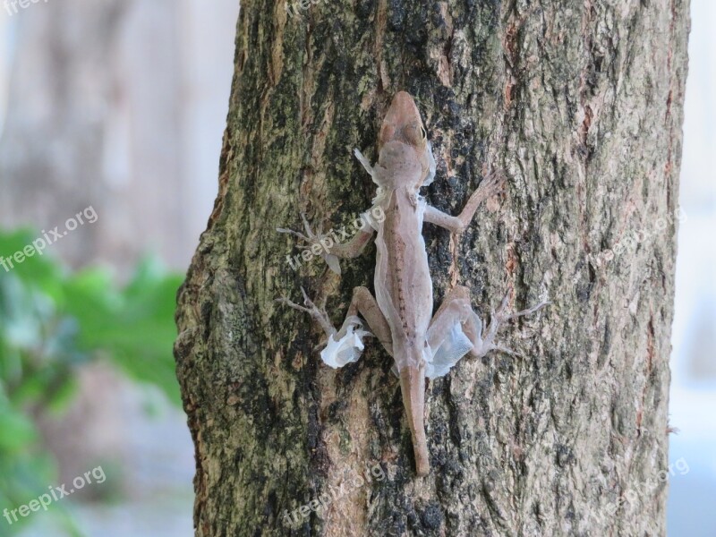 Lizard Shedding Reptile Free Photos