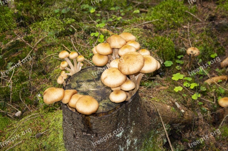 Mushrooms Autumn Nature Forest Plant