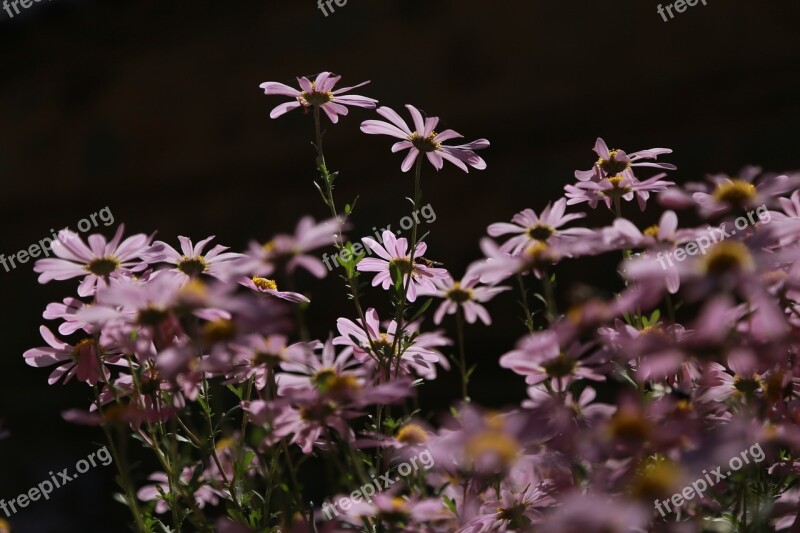 Chrysanthemum Flowers Nature Plants Wildflower