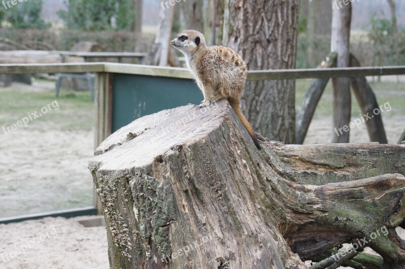 Meerkat Tree Stump Holendier Predator Africa