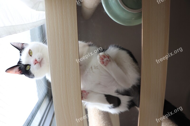 Black And White Cat Cat Blue Sky The Face Of The Cat Pet