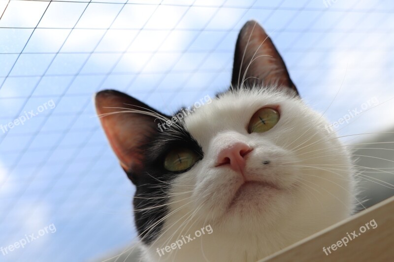 Black And White Cat Cat Blue Sky The Face Of The Cat Pet