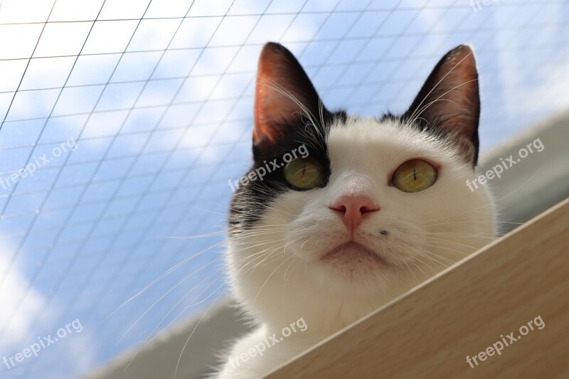 Black And White Cat Cat Blue Sky The Face Of The Cat Pet