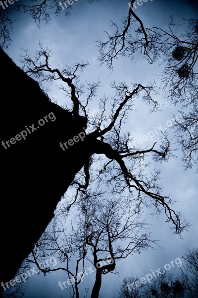 Octopus Forest Tree Dark Free Photos