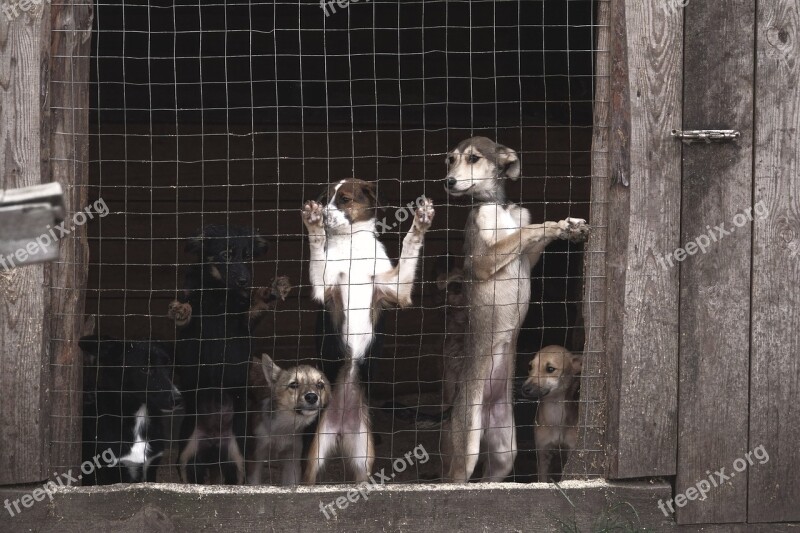 Dogs Aviary Shelter Nursery Sorrow