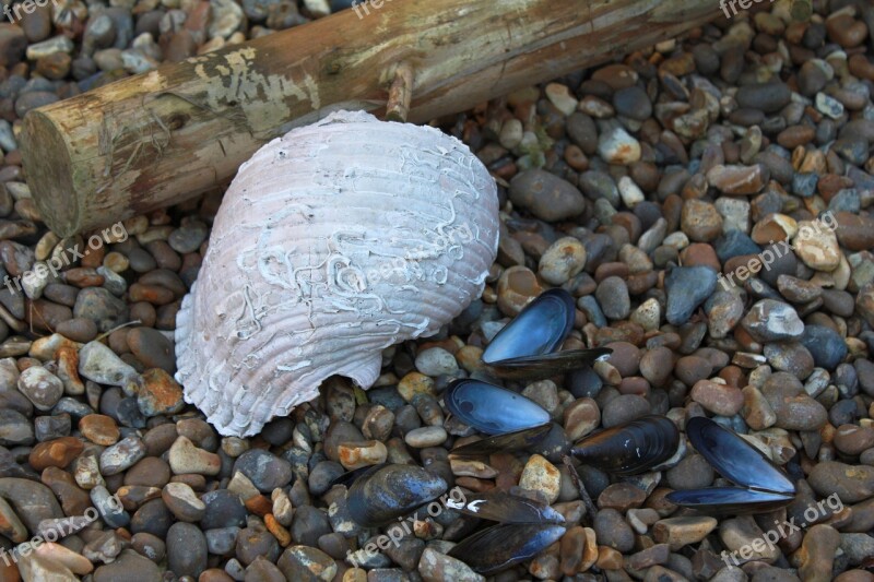 Shells Mussels Beach Nature Coast