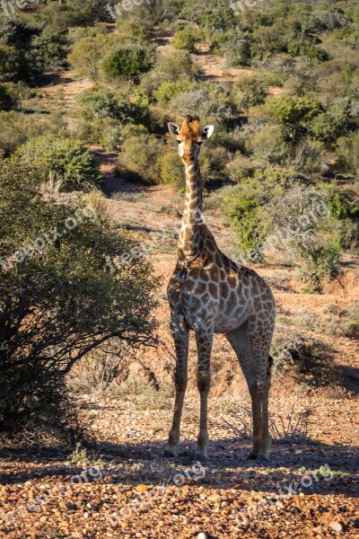 Africa Safari Giraffe Young Animal Wild Animal