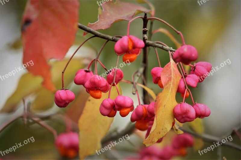 European Spindle Euonymus Europaeus Toxic Branch Berries