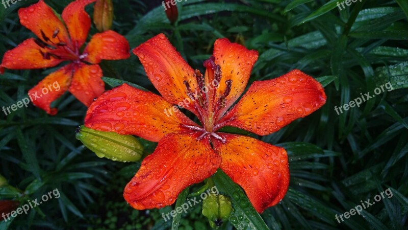 Lily Red Lily Bouquet Drops Wet