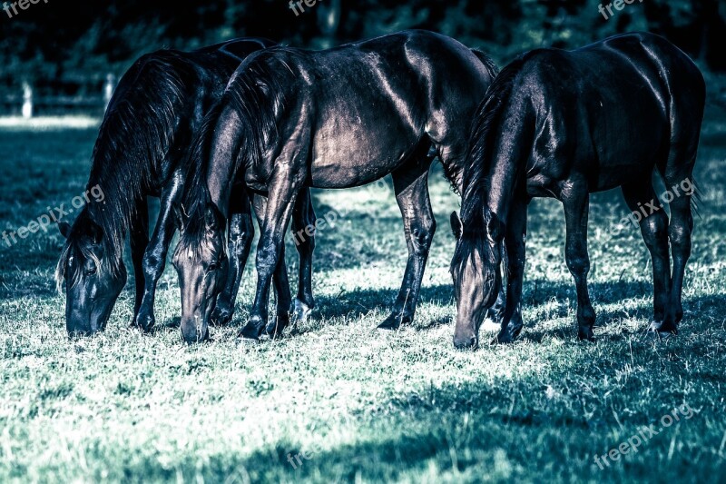 Horses Yearling Pasture Young Closing