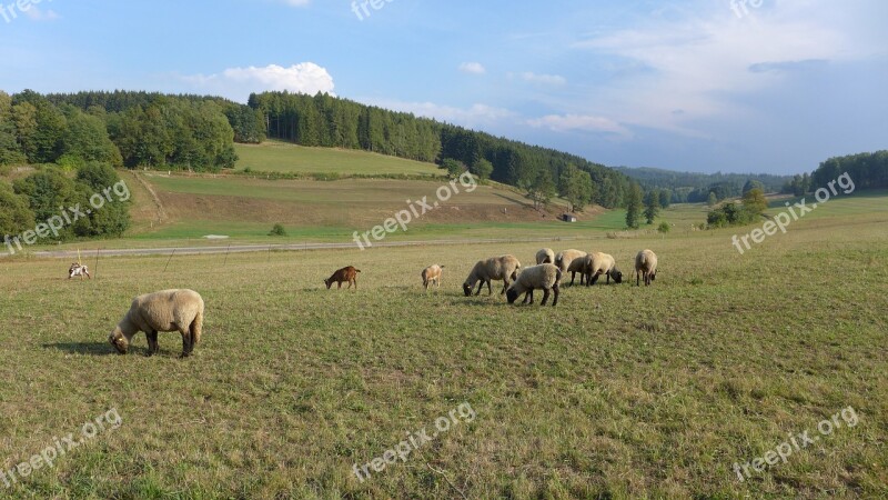 Rhön Landscape Sheep Pasture Forest