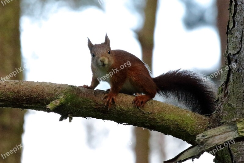 Red Squirrel Formby Wildlife Nature Uk