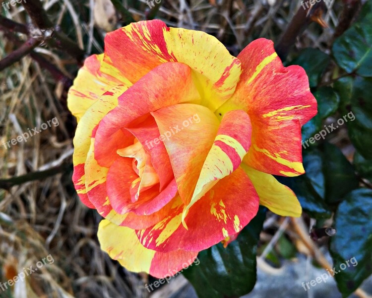 Rose Color Red Yellow Nature Free Photos