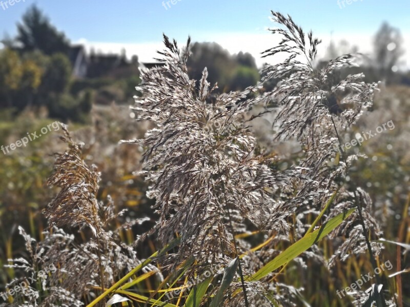 Nature Grou Friesland Reed Plume Reed