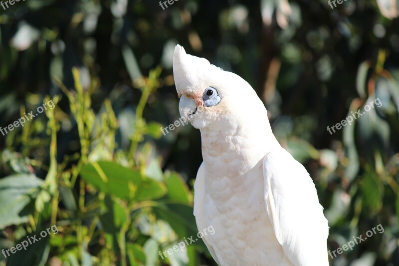 Parrot White Cockatoo Bird Wildlife Animal