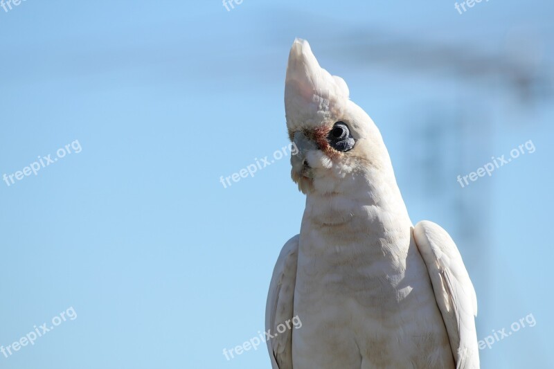 Parrot White Cockatoo Bird Wildlife Animal