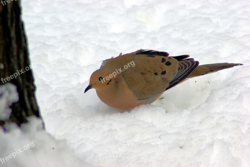 Mourning Dove In Winter Dove Mourning Bird Nature