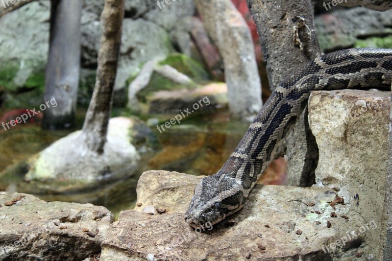 Snake Reptile Head Nature Dangerous