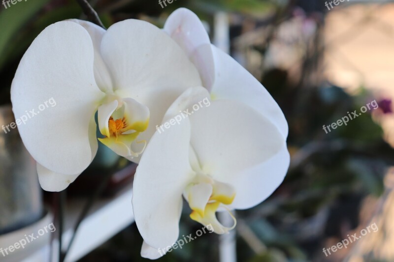 Nature Fleure Beauty Orchid Decorative