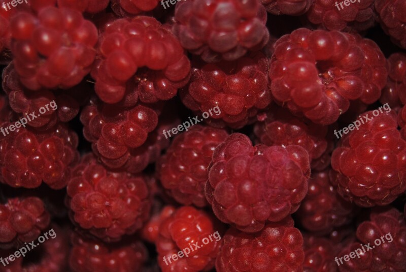 Berry Raspberry Fruit Summer Delicious