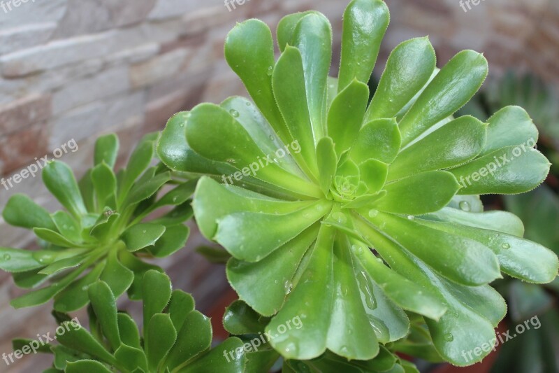 He Aeonium Succulent Plant Garden Leaves