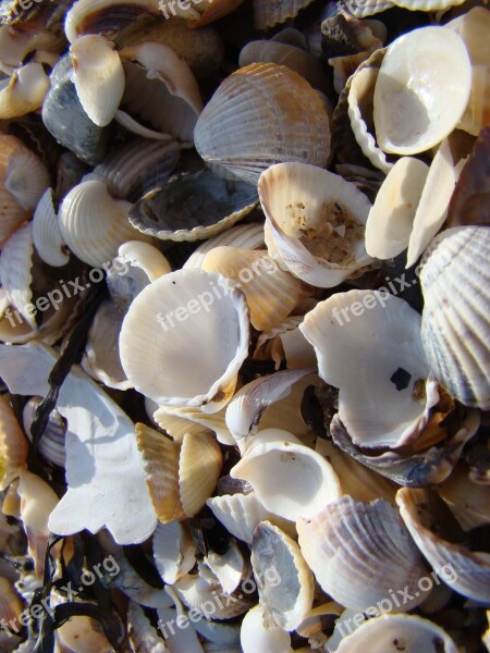 Mussels Beach Sand Coast Sea