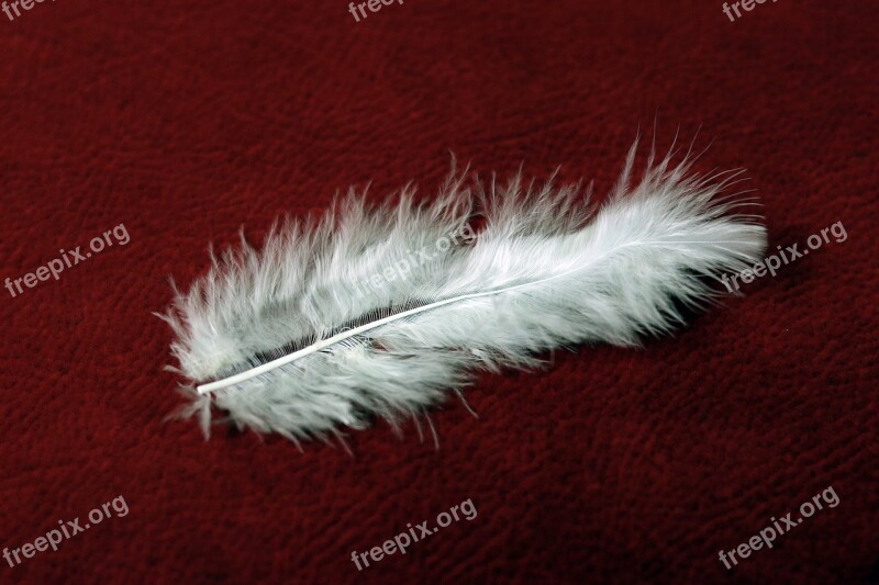 Plumule Feather White Red Free Photos