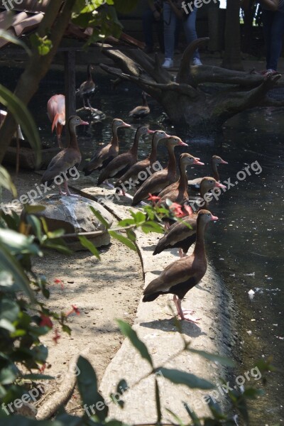 Tabasco Mexico Birds Free Photos